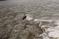 Bottlenose Dolphins
